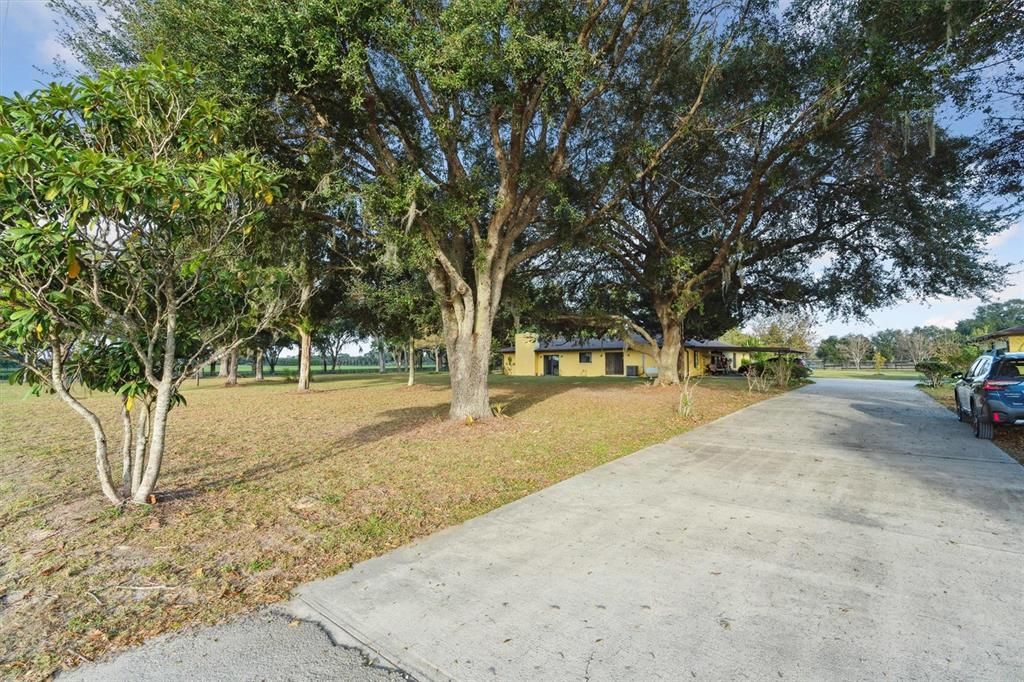 Beautiful shade trees on paved driveway