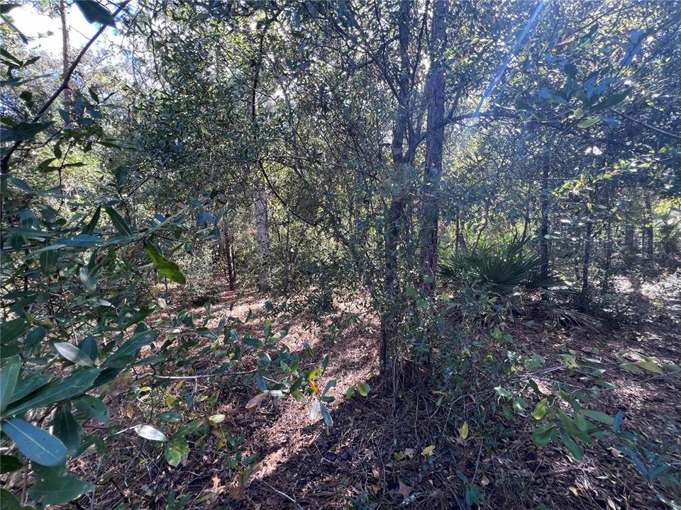 En Venta: $20,000 (0.56 acres)