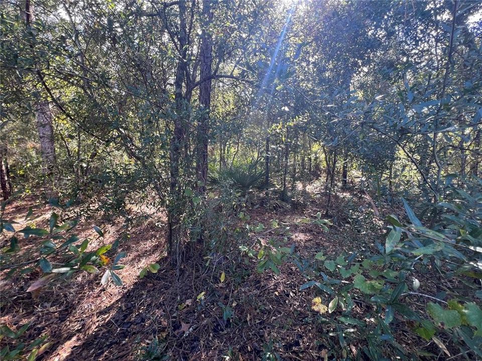 En Venta: $20,000 (0.56 acres)