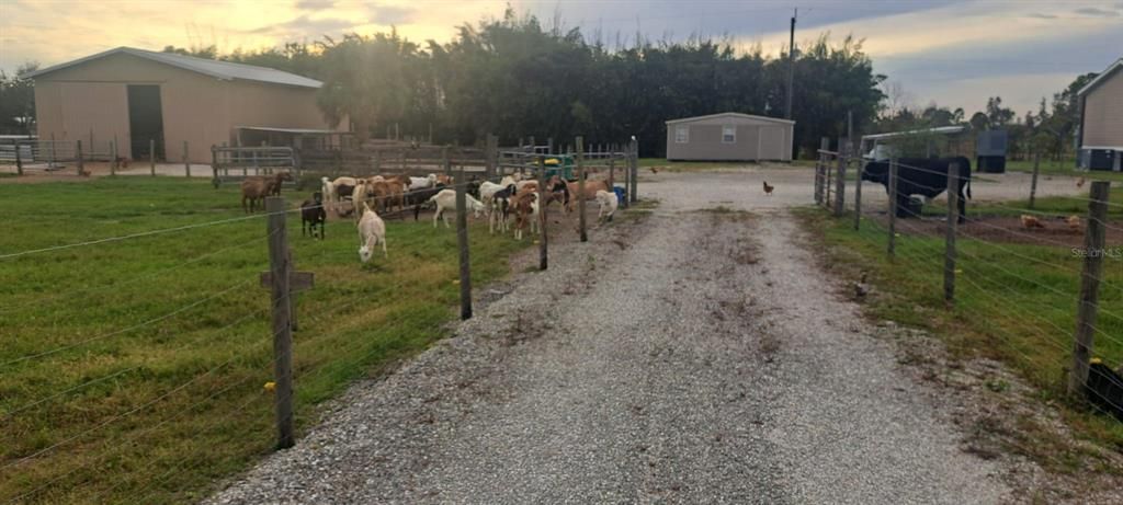 Barn Pasture