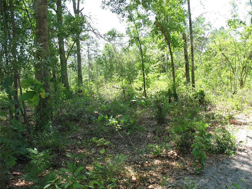 En Venta: $125,000 (4.00 acres)