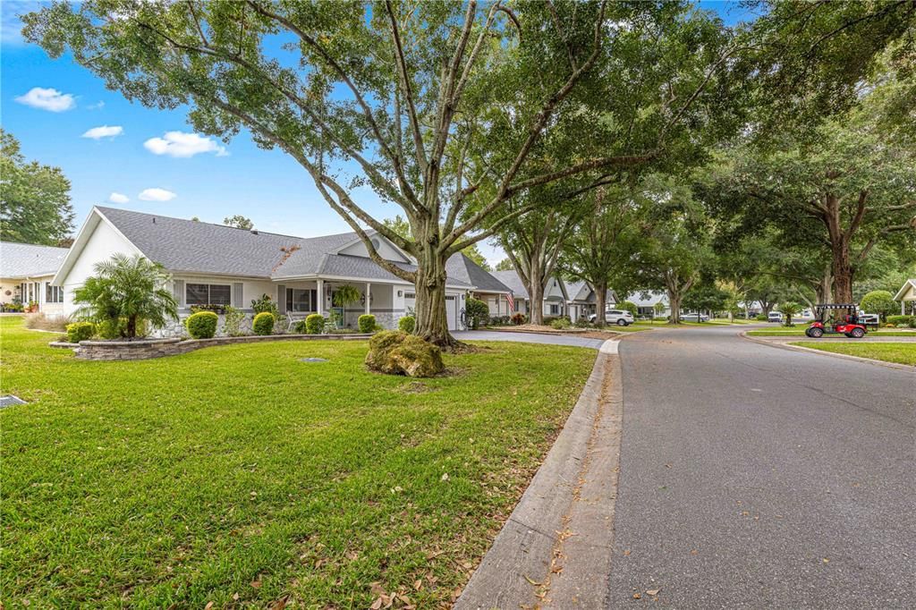 On a Tree Lined Street