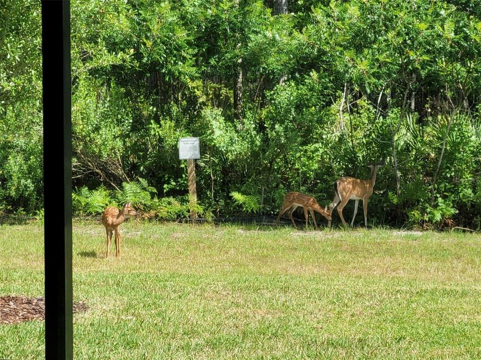 Visitors in Backyard!