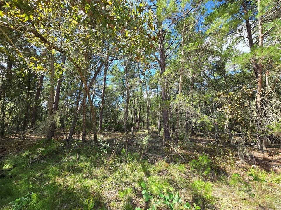 En Venta: $6,995 (0.22 acres)