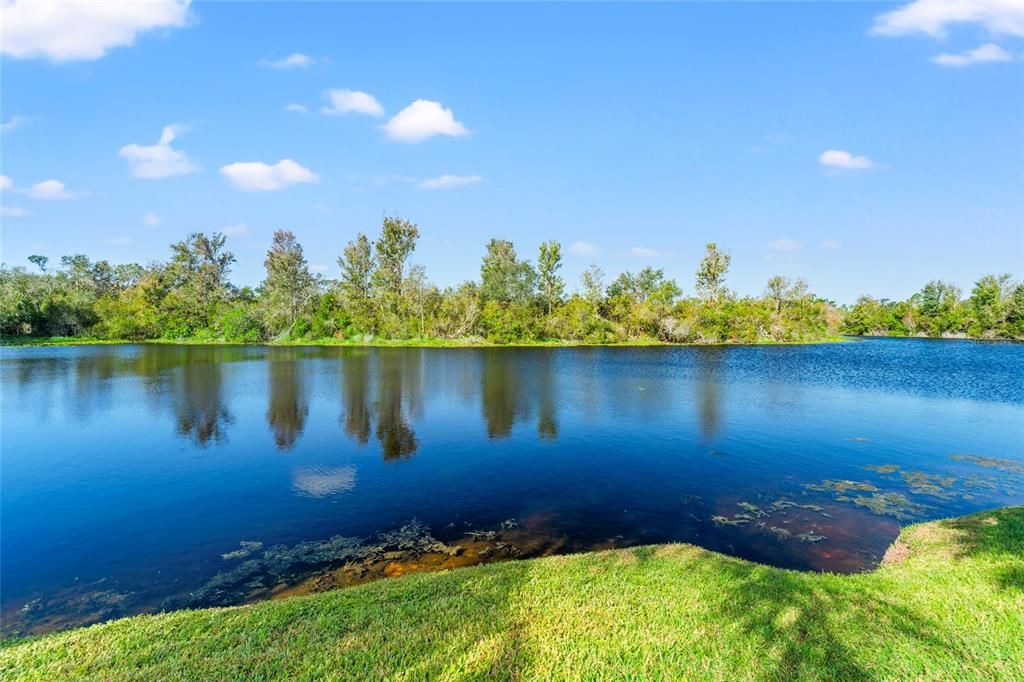 Backyard view