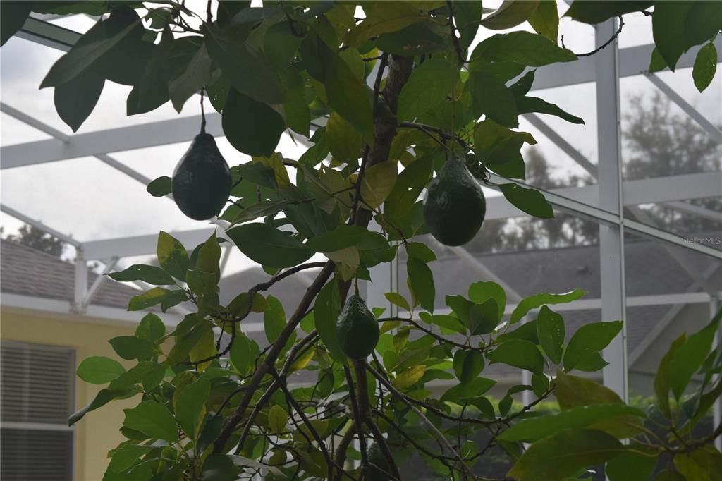 Avocado Plant