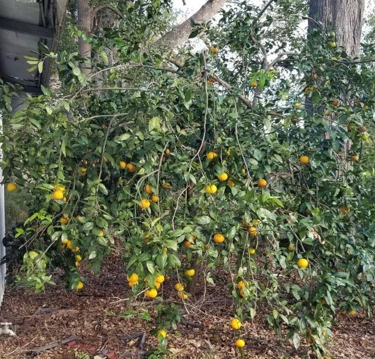 Fruit trees