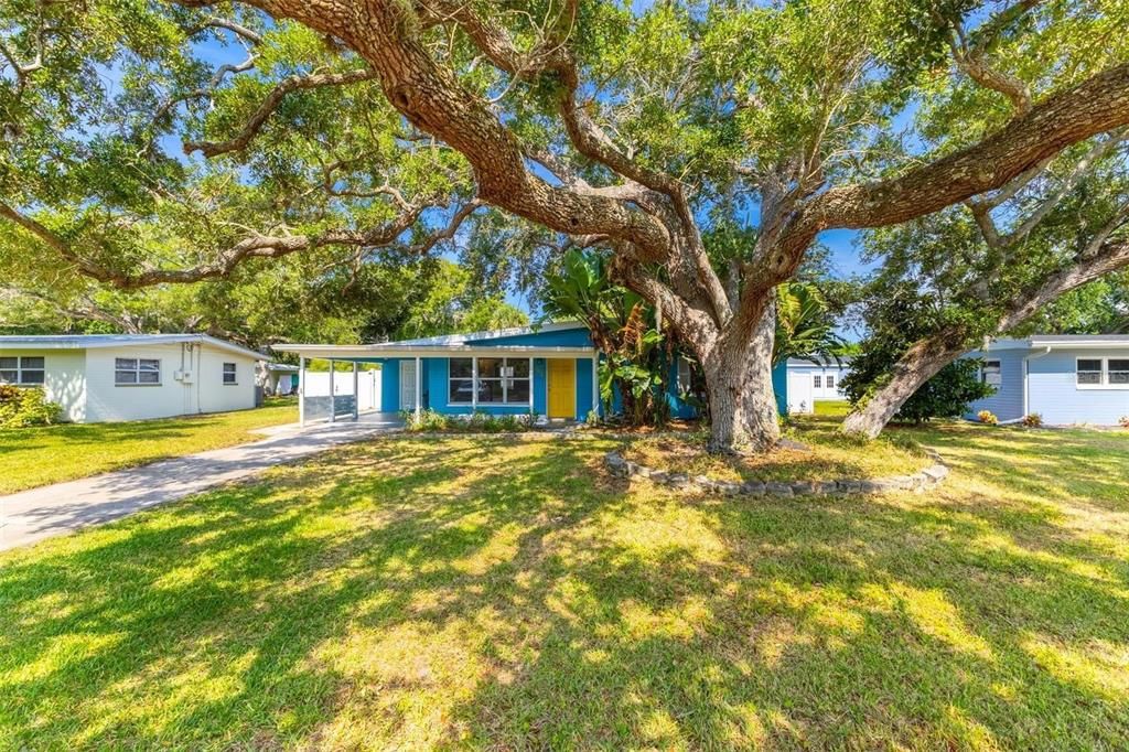 Front yard and beautiful Oak tree.