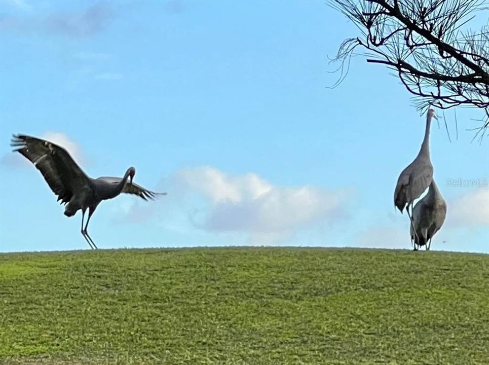 Lot's of wildlife, deers, birds