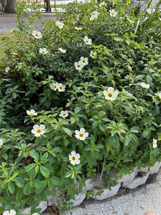 Flowers at the Community Clubhouse