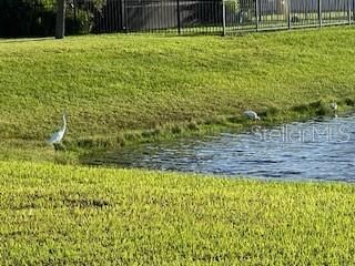 Nature around pond, egret