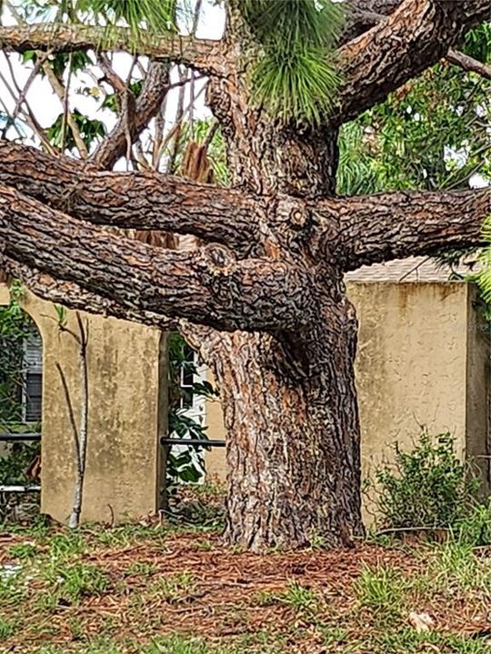 post hurricane yard debris