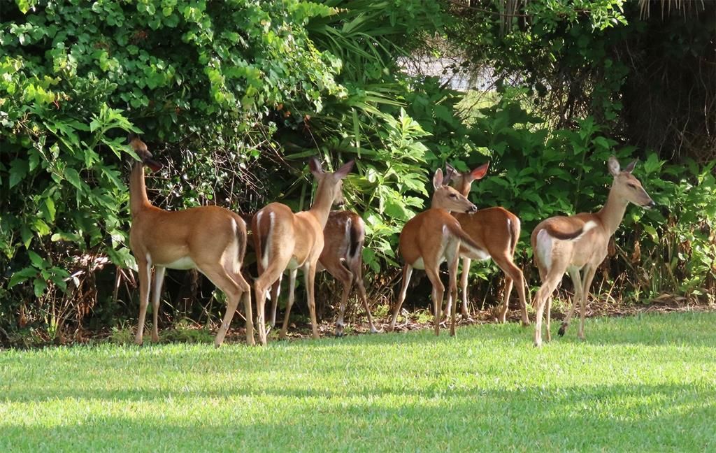 The seller, a professional photographer, has personally taken all the deer ad bird photos in her back yard.