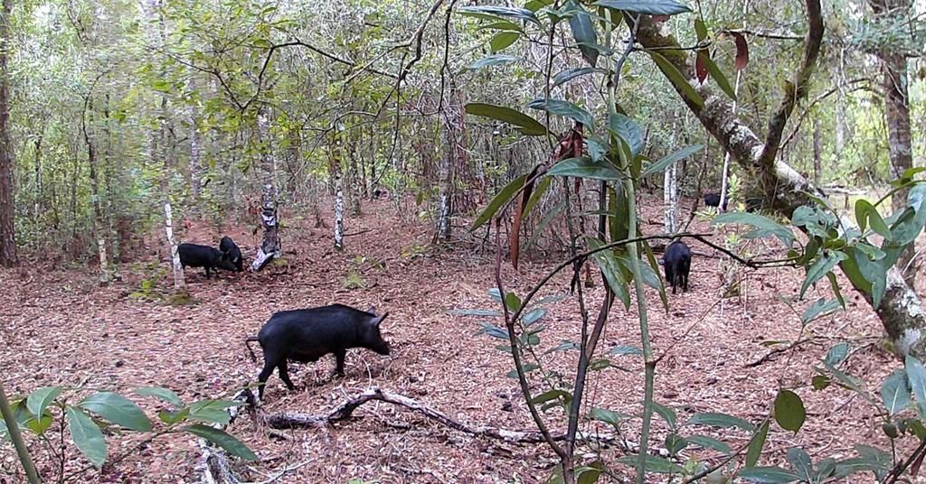 На продажу: $290,000 (22.57 acres)