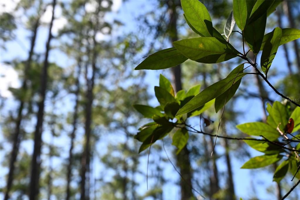 На продажу: $290,000 (22.57 acres)