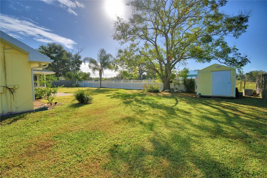 mature tree by shed