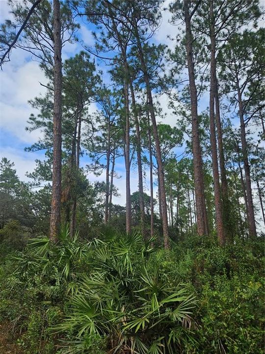 covered with tall pine trees