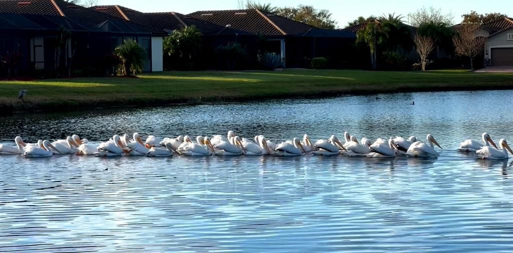 frequent visitors on the lake.