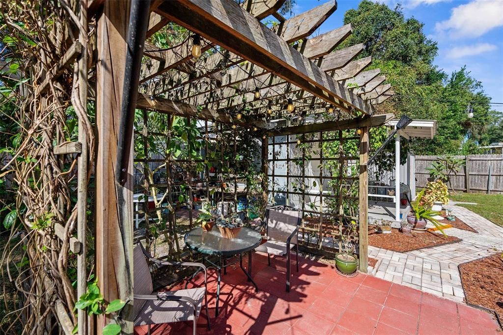 Pergola in backyard