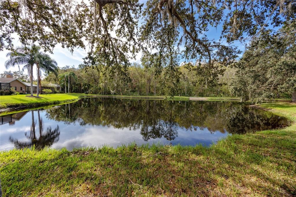 Pond and Brook Creek preserve in the back -4466 Worthington Ct, Palm Harbor, FL 34685