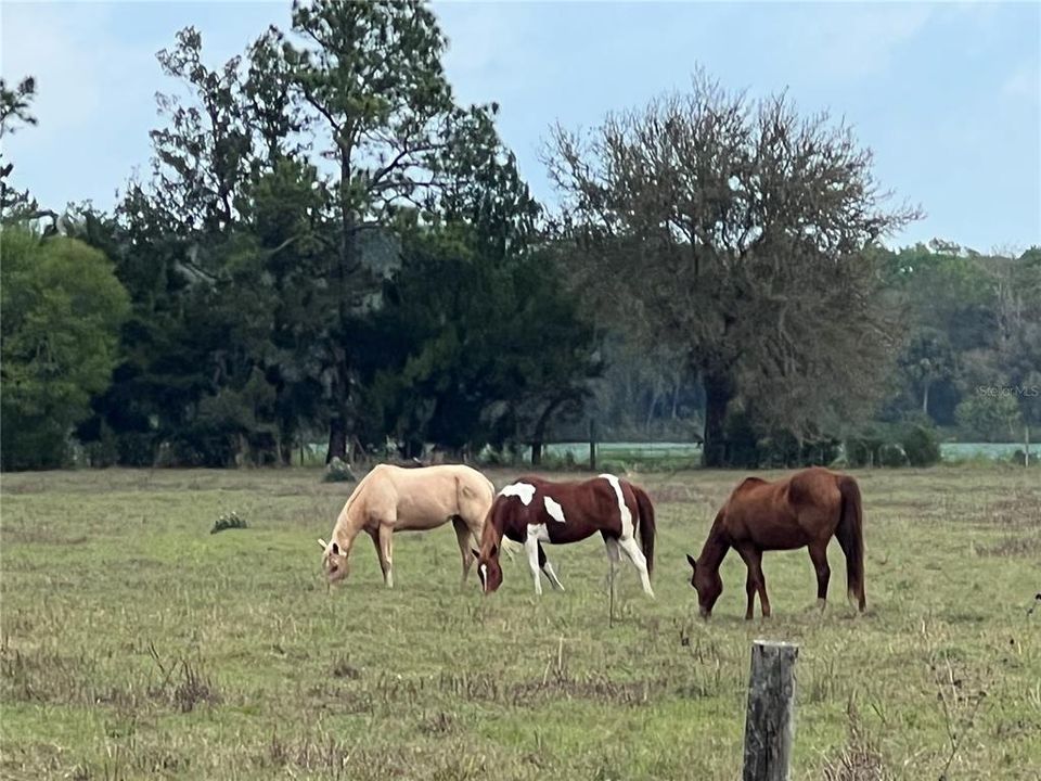 Horses graze on grass year round.