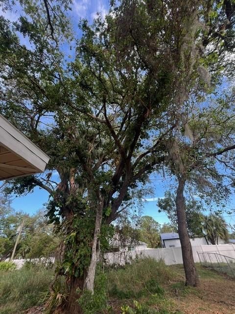 Beautiful treed yard.