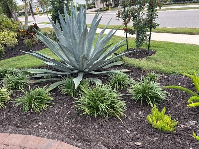 Front Landscaping