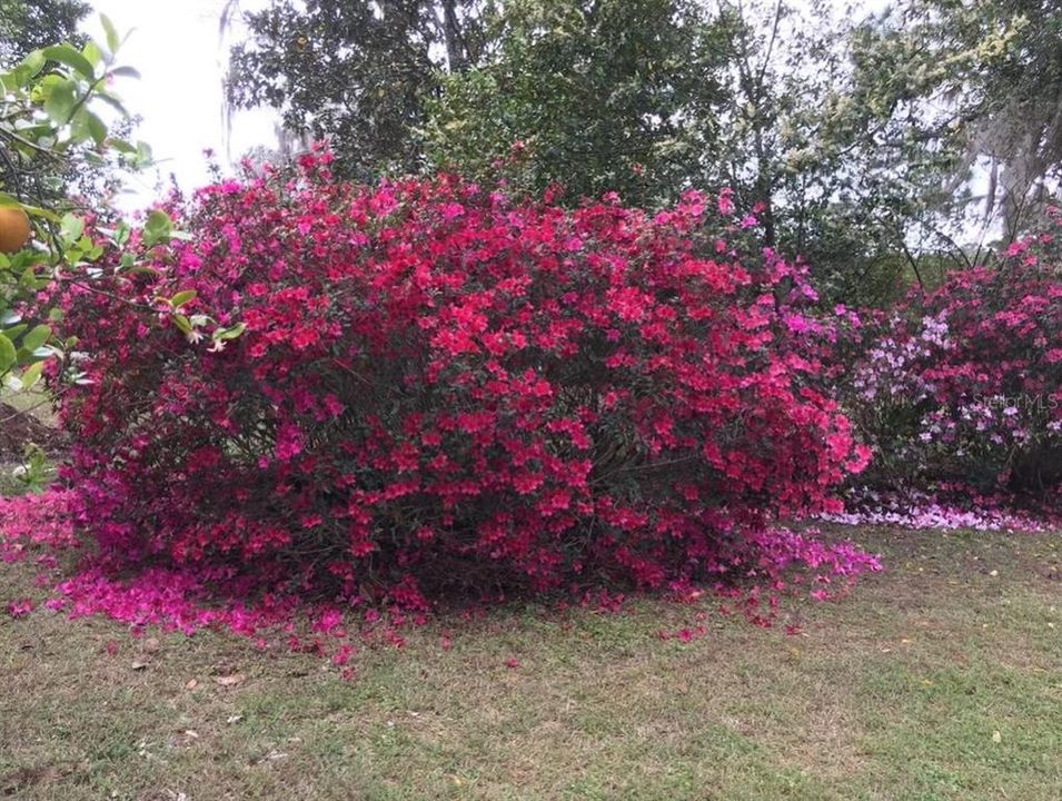 A Gardener's Delight w/ Azaleas