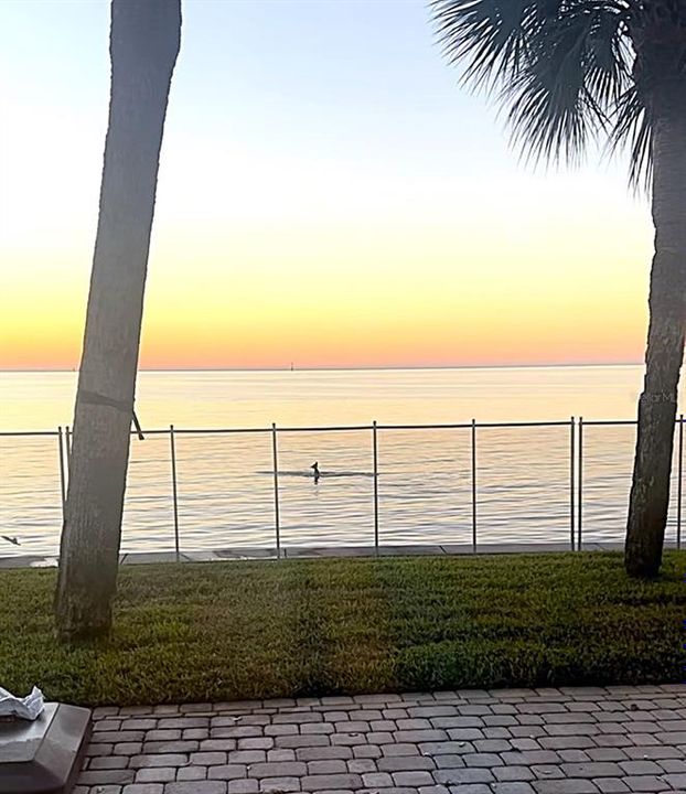 Backyard Sunsets and Dolphins!