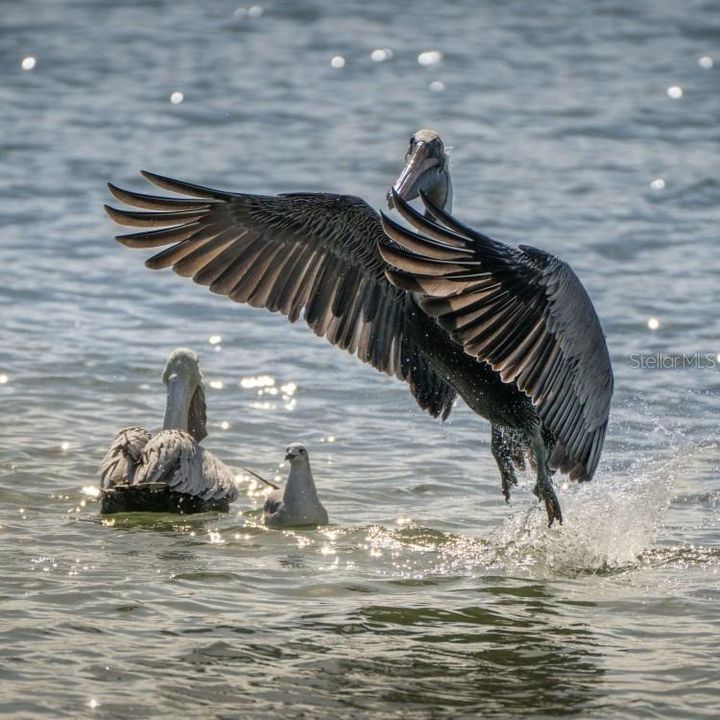 Sealife, shelling, bird watching are all in full swing!