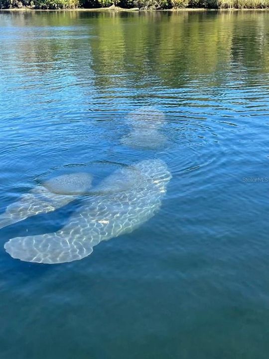 manatees at the dock