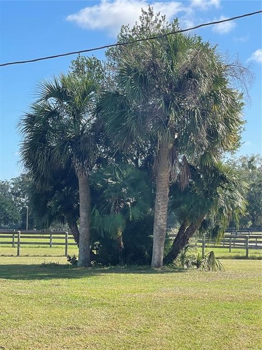 Everyone needs a Palm tree in Florida