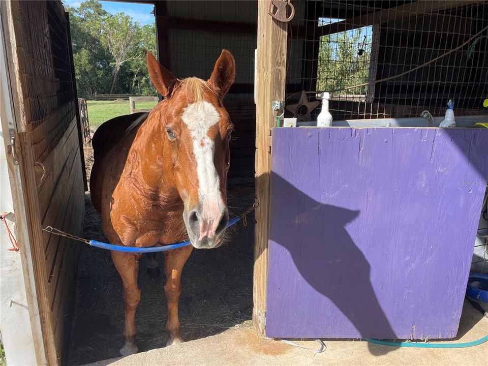 Happy Horse