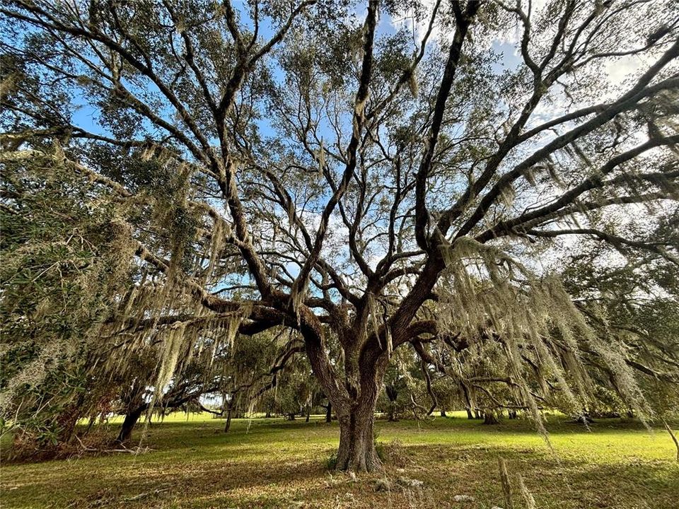 Grand Oaks on Property