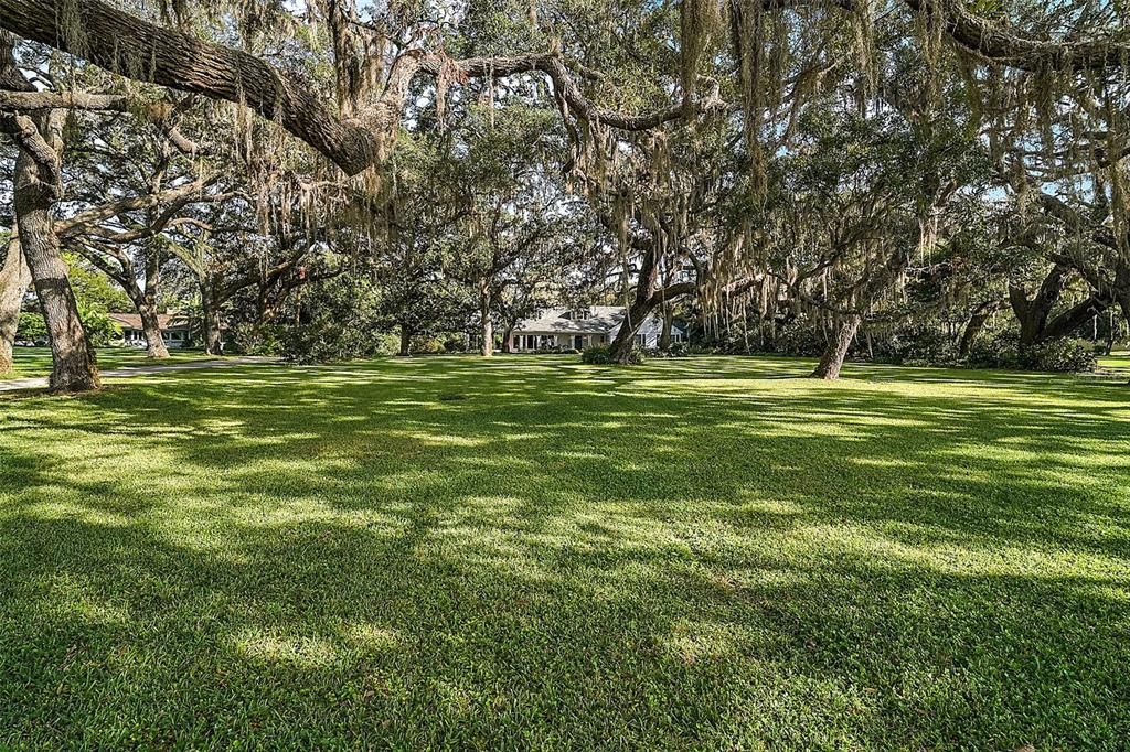 Florida Granddaddy Live Oaks