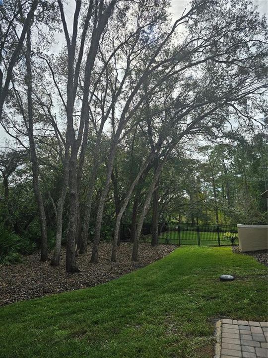 Side Yard by 3 car garage