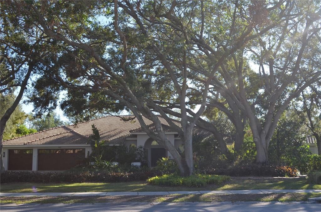 magestic live oaks