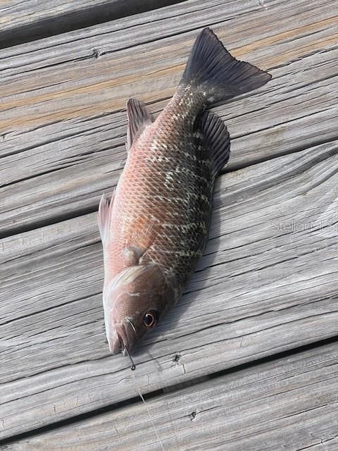 Mangrove Snapper