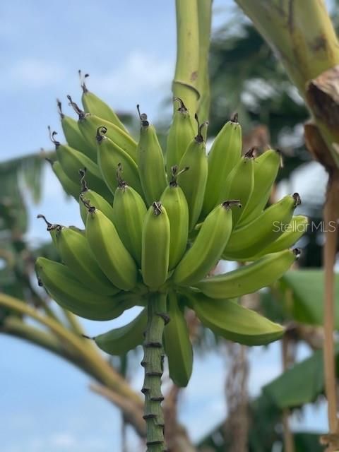 Banana Tree in Yard