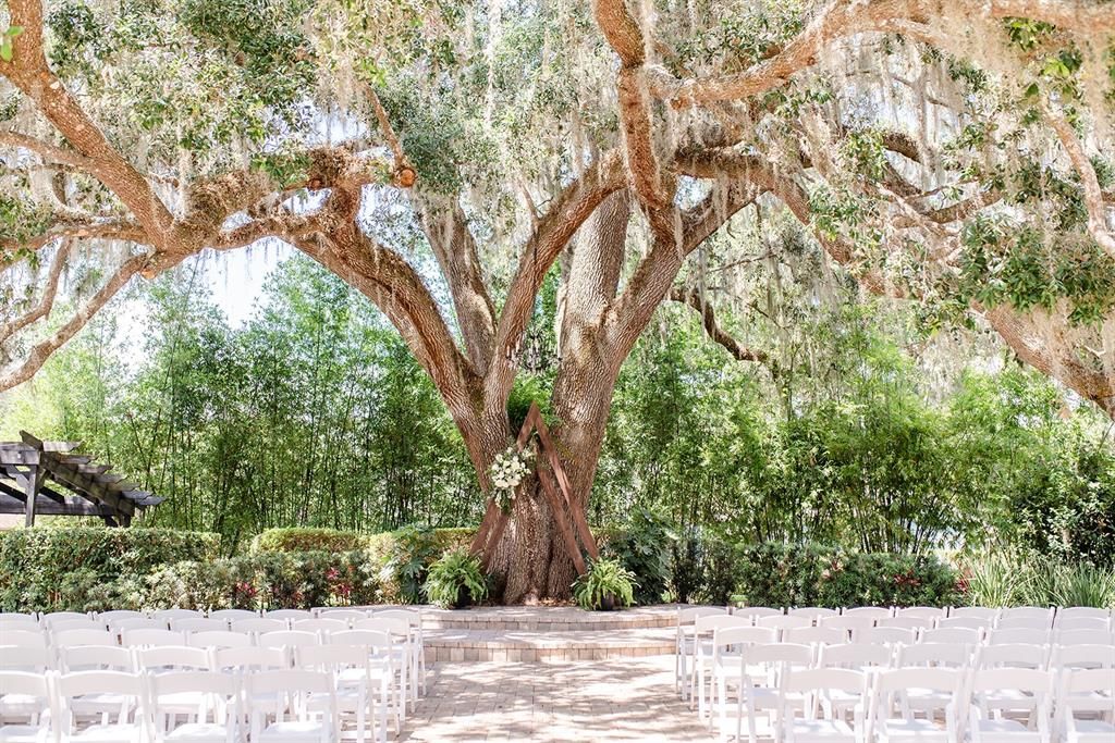 Wedding Venue under gorgeous Florida Live Oak Tree