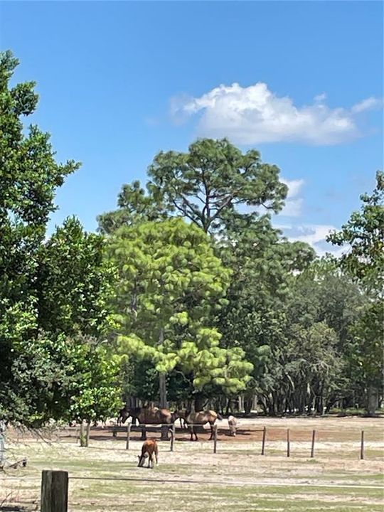 На продажу: $140,000 (5.00 acres)