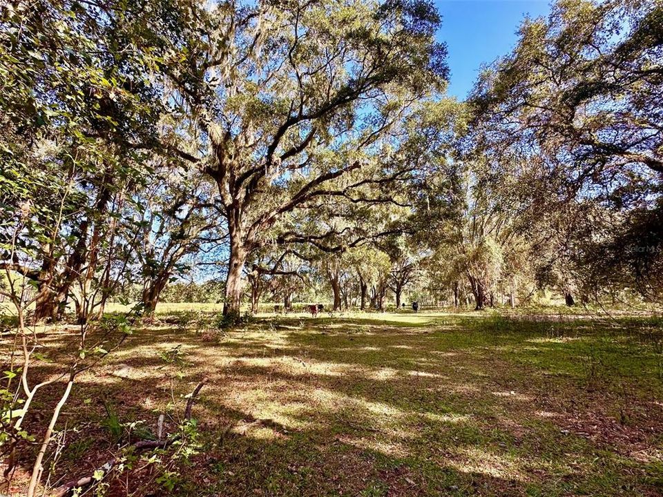 For Sale: $349,900 (26.50 acres)