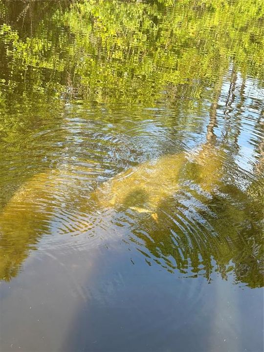 Manatees!