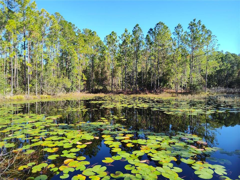 На продажу: $94,000 (4.55 acres)