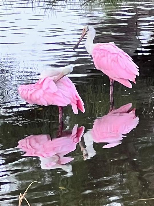 Roseate spoonbills in one of the four ponds