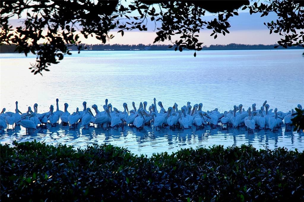 Pelicans by the park pavilion