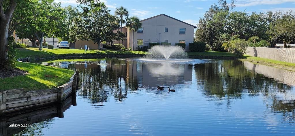 POND VIEW