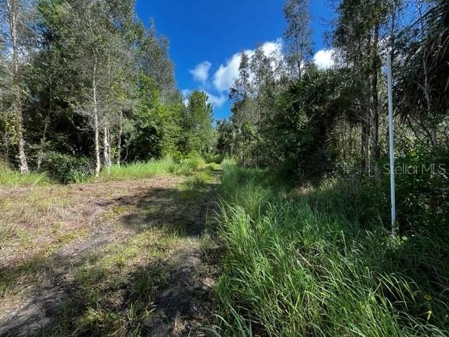 #2:  Eugene Drive looking north toward roads end about 660 feet north. White PVC pipe marks the 5 acres SW corner.  This point is about 1.88 miles north of SR74.