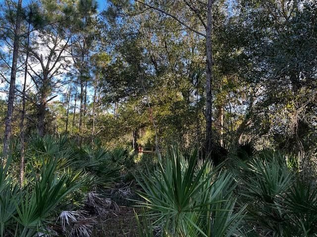 #1:  Densely forested area at the SE corner of the 5 acres.  In photo center in the distance you can see the neighbors fence post corner which is this properties corner.  Oaks and hog palmetto.