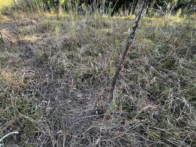 Hog and possible dear rub young pine tree.  Notice mud on lower portion of tree trunk.  Pine resion disturbed on upper portion of truck...could have been from antler rubs.